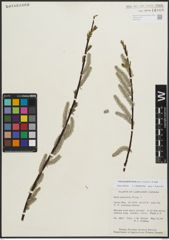 Foto von Salix planifolia Pursh